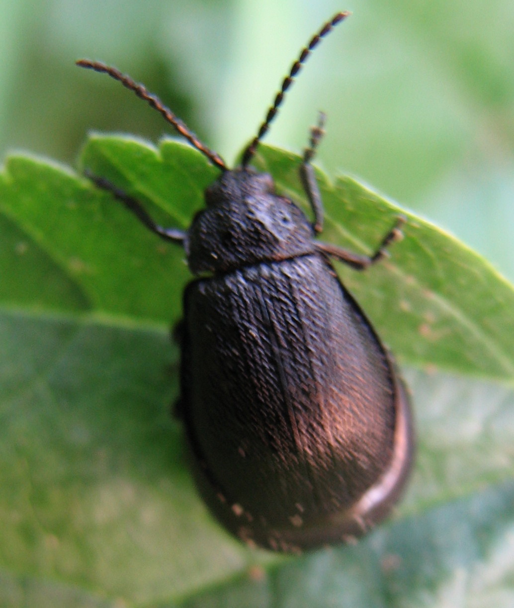 Galeruca pomonae (Chrysomelidae)